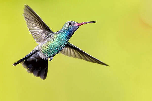 USA, Arizona, Madera Canyon. Male broad-billed hummingbird in flight
