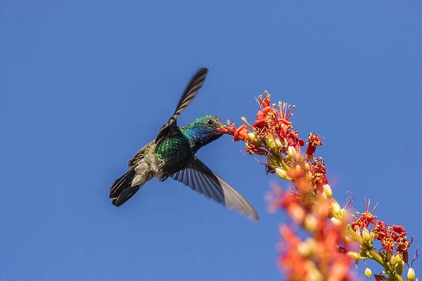 USA, Arizona, Sabino Canyon. Male broad-billed hummingbird feeding on ocotillo blossoms
