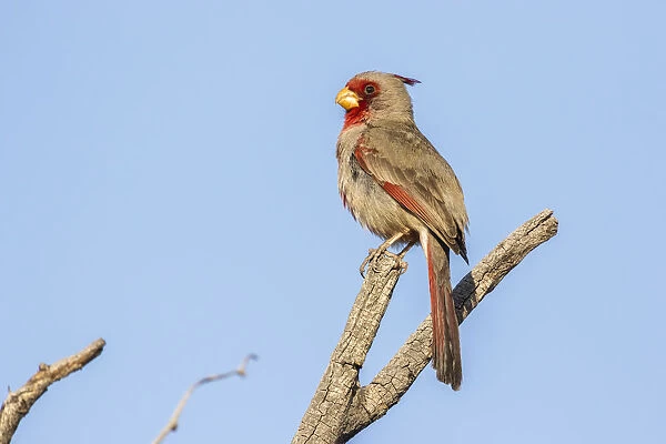 USA, Arizona, Sabino Canyon. Pyrrhuloxia bird on limb