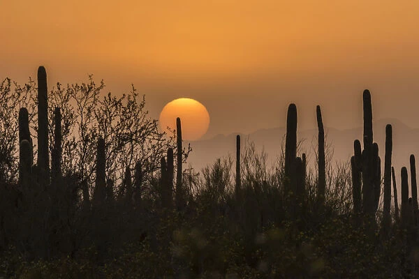 USA, Arizona, Saguaro National Park. Saguaro cactus at sunset