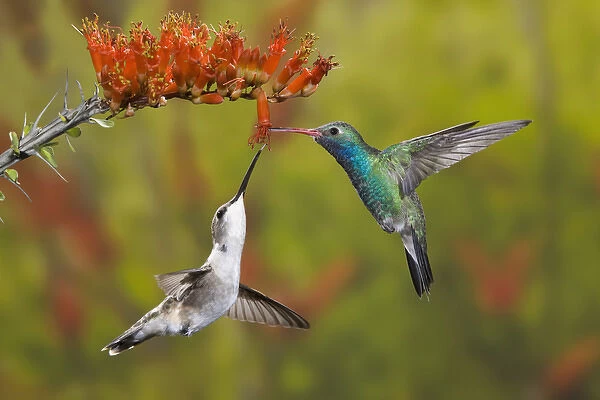 USA, Arizona, Sonoran Desert. A male broad-billed hummingbird shares an ocotillo