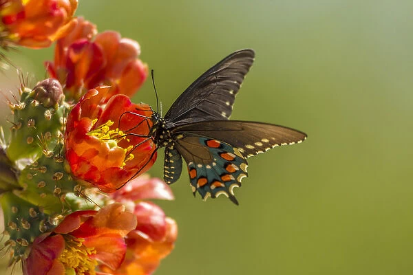USA, Arizona, Sonoran Desert. Pipevine swallowtail butterfly on blossom. Credit as