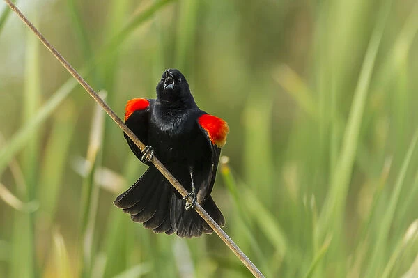 USA, Arizona, Sonoran Desert. Red-winged blackbird calling