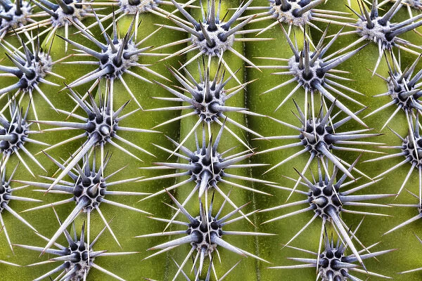 USA, Arizona, Tucson. Close-up of a barrel cactus
