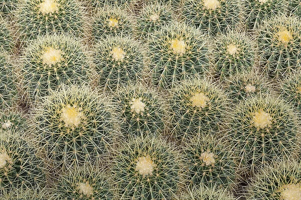 USA, Arizona, Tucson. Close-up of cactus at Bachs Cactus Nursery. Credit as