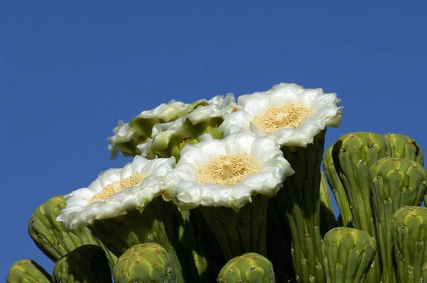 USA, Arizona, Tucson, Saguro National Park, Flowering Saguaro Cactus
