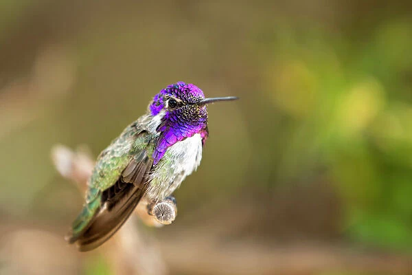 USA, Arizona, Tucson, Sonoran Desert Museum. Male Costas hummingbird perched on twig