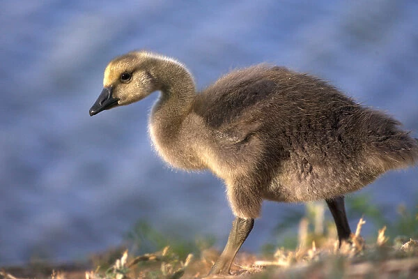 USA, California. Baby Canada goose. Credit as: Christopher Talbot Frank  /  Jaynes