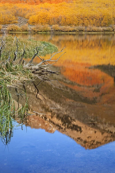 USA, California, Bishop. Autumn color at North Lake