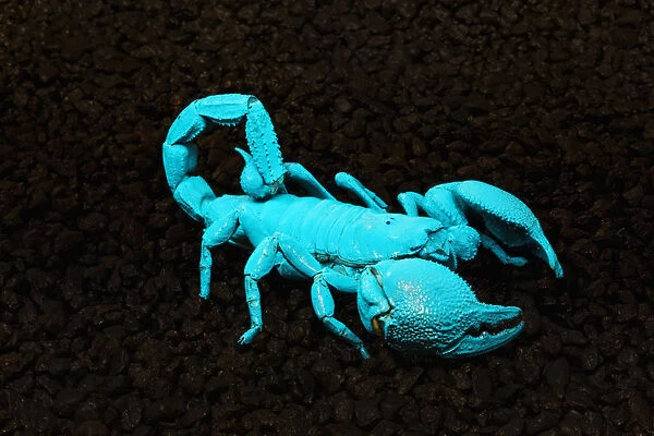 USA, California. Emperor scorpion under black light