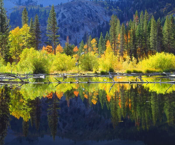 USA; California; Fall colors reflecting in A beaver pond in the Sierra Nevada Mountains