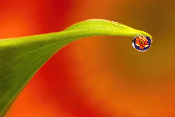USA, California. Flower reflects in water droplet