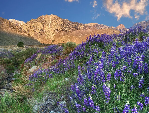 USA, California, Independence. Blooming lupine at Division Creek