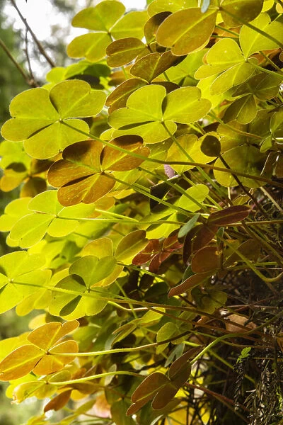 USA, California, Jedediah Smith Redwoods State Park. Close-up under backlit oxalis plants