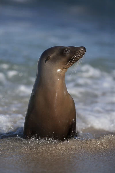 USA, California, La Jolla. Young sea lion in beach water