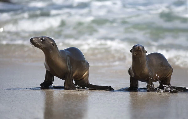 USA, California, La Jolla. Young sea lions on sand