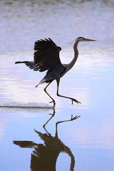 USA, California, Lakeside, Great Blue Heron Landing