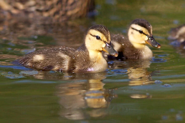 USA; California; Lakeside; San Diego; Mallard Ducklings in Lakeside