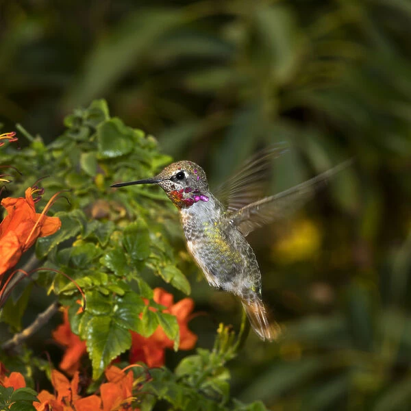 USA, California. Male Annas hummingbird flying