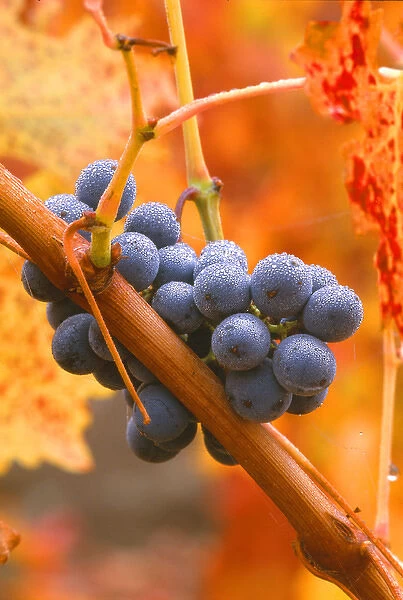 USA, California, Napa Valley, wine country, dew on cabernet grapes in coloful vineyard