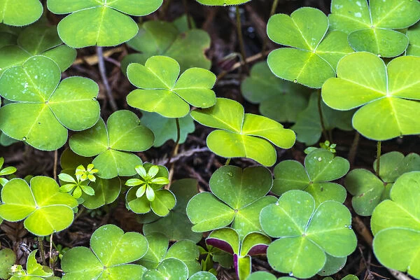 USA, California, Redwood National and State Parks. Oxalis leaves in Lady Bird Johnson Grove