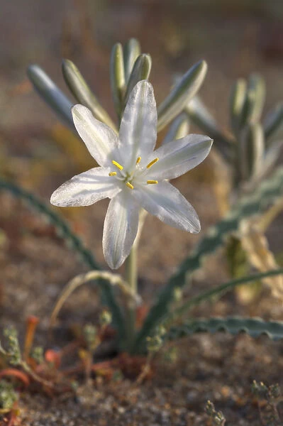 USA; California; San Diego. ADesert Lily Wildflowers in Anza Borrego Desert State Park