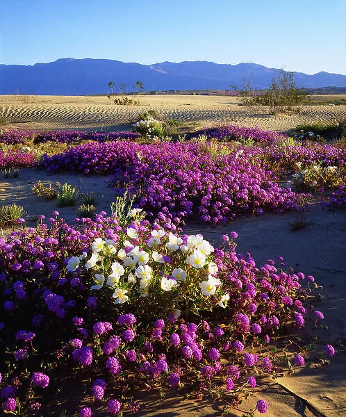 USA; California; San Diego. ADesert Poppy Wildflowers in Anza Borrego Desert State Park