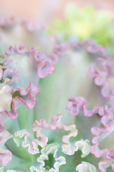 USA, California, San Diego. Colorful abstract of succulant plant