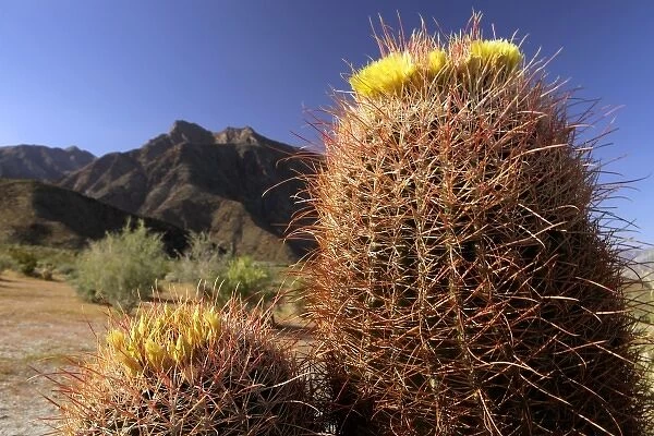 USA, California, San Diego County. Barrel Cactus in bloom at Anza-Borrego Desert State Park