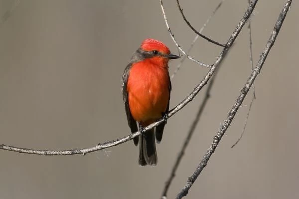USA - California - San Diego County - Vermilion Flycatcher sitting on branch