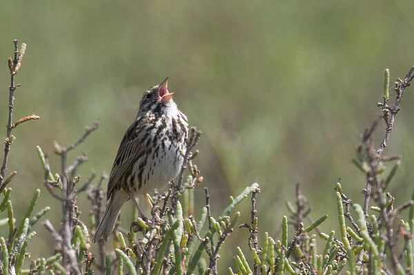 USA - California - San Diego - Song Sparrow singing