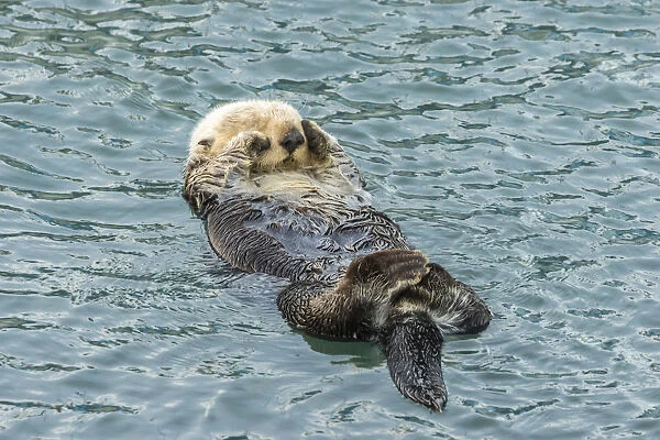 USA, California, San Luis Obispo County. Sea otter sleeping