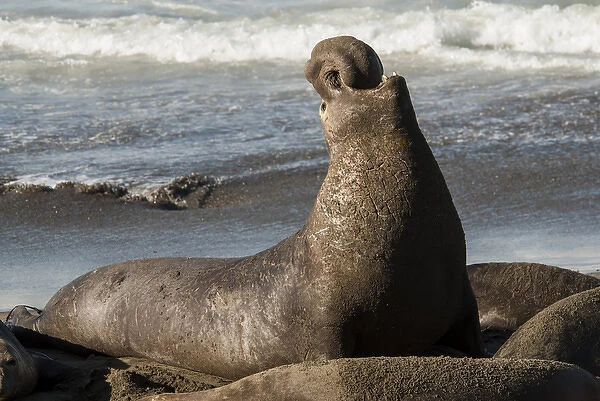 USA: California, San Simeon, elephant seals, (Mirounga Lionina) on Pacific Ocean