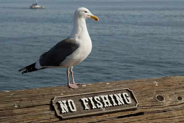 USA: California, Santa Barbara, breeding Western gull (Larus occicentalis) on pier