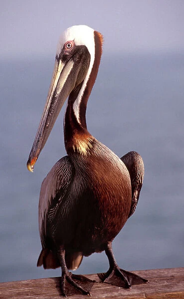 USA, California, Santa Barbara, Brown Pelican