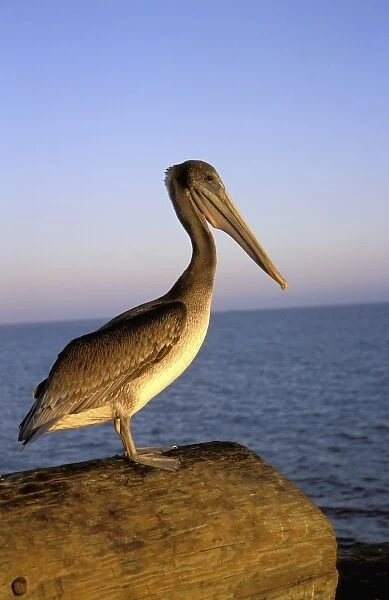 USA, California, Santa Barbara, Sterns Wharf, Pelican at sunset