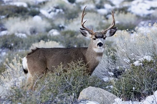 USA, California, Sierra Mountains. Young mule deer buck with antlers