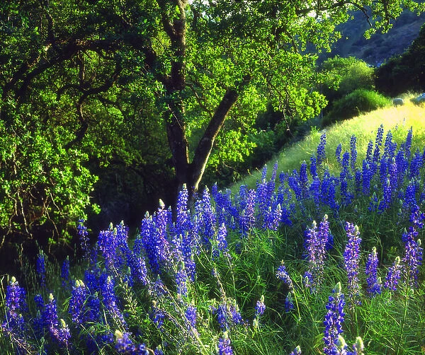USA; California; Sierra Nevada Mountains. aLupine wildflowers in the forest