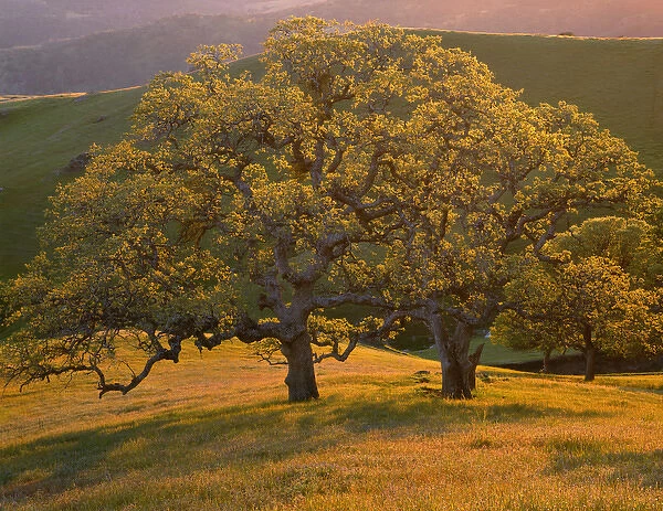 USA, California, South Coast Range, Valley oaks and grasses glow in sunset light
