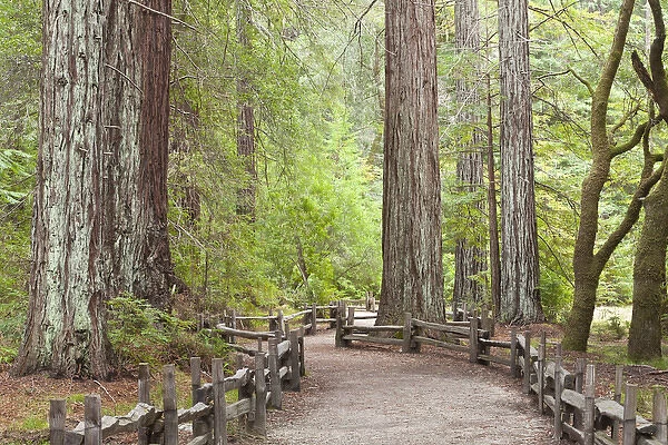 USA, California. View of trail through redwoods in Big Basin Redwoods State Park