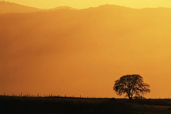 USA, California, Walnut Creek, Mount Diablo State Park, Lone oak tree at sunset