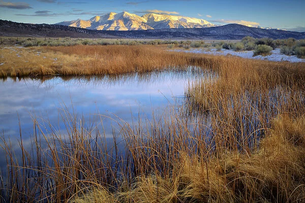 USA, California. White Mountains and reeds in pond