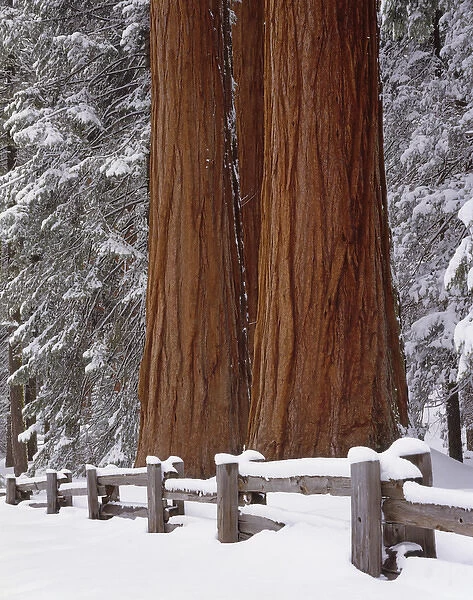 USA, California, Winter, Three Sequoia Trees and Fence, Sequoia and Kings Canyon