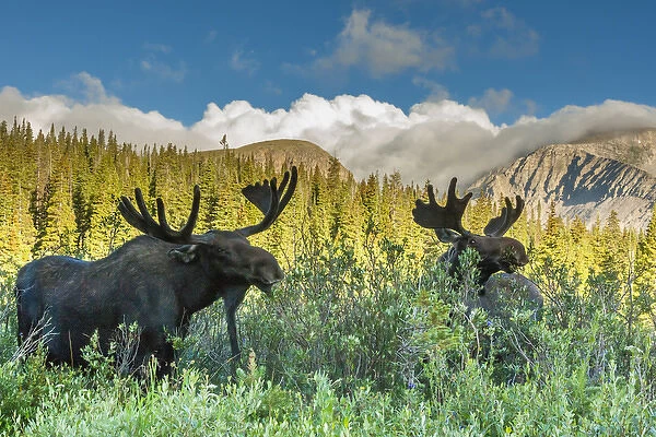 USA, Colorado, Arapaho National Forest. Two male moose grazing on bushes. Credit as