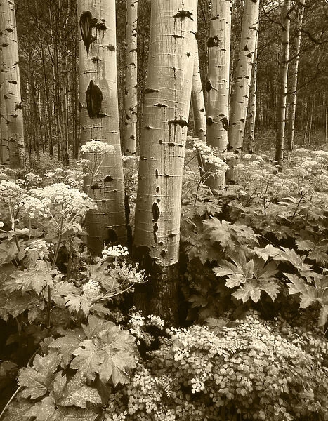 USA, Colorado, Aspen trees (populus tremuloides) and Cow Parsnip (Heracleum lanatum)