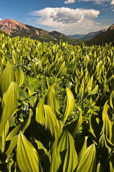 USA, Colorado, Crested Butte. Corn lily field and wildflowers in summer. Credit as