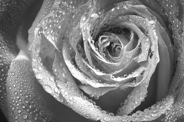USA, Colorado, Fort Collins. Black and white of rose close-up