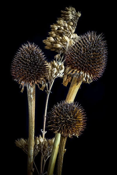USA, Colorado, Fort Collins. Dried Echinacea plants