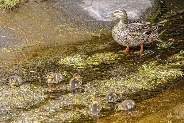 USA, Colorado, Ft. Collins. Adult mallard female with ducklings