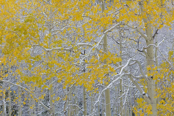USA, Colorado, Grand Mesa. Early snow on aspen trees